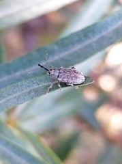 Dorytomus longimanus
