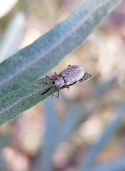 Dorytomus longimanus