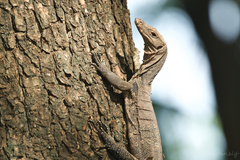 Varanus salvator macromaculatus