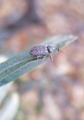 Dorytomus longimanus