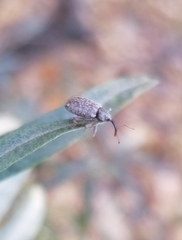 Dorytomus longimanus