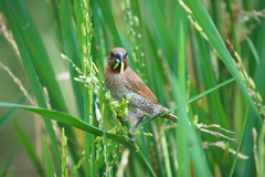 Lonchura punctulata topela