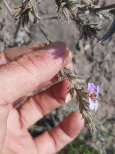 Duosperma quadrangulare image