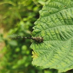 Monochamus sparsutus