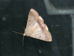 Pandesma quenavadi