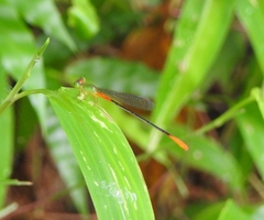 Ceriagrion cerinorubellum