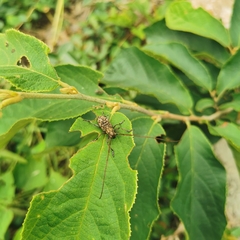 Monochamus alternatus