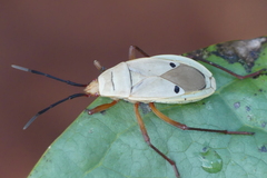 Probergrothius nigricornis