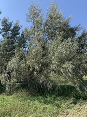 Elaeagnus angustifolia