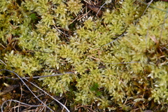 Sphagnum