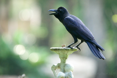 Corvus macrorhynchos levaillantii