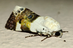 Acontia lucida