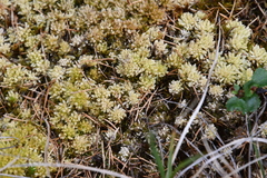 Sphagnum