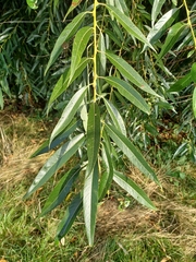 Salix viminalis