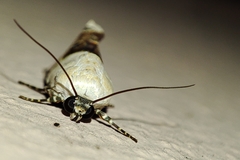 Acontia lucida