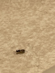 Pseudopachybrachius vinctus