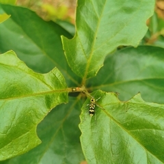 Chlorophorus miwai
