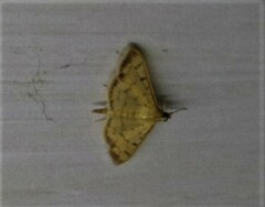 Patania balteata