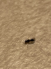 Pseudopachybrachius vinctus