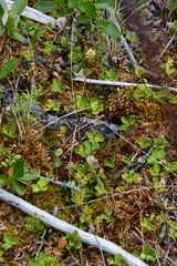 Ranunculus lapponicus