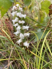 Spiranthes arcisepala