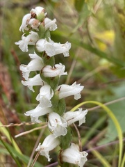 Spiranthes arcisepala