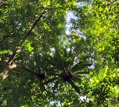 Asplenium australasicum
