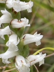 Spiranthes arcisepala