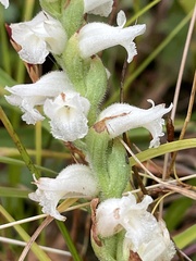 Spiranthes arcisepala