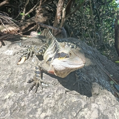 Intellagama lesueurii