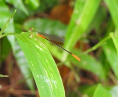 Ceriagrion cerinorubellum