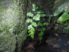 Asplenium hookerianum