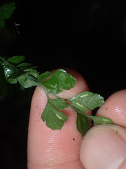 Asplenium hookerianum