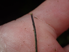 Asplenium hookerianum