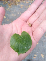Tilia cordata