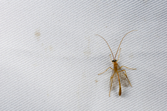 Enicospilus dasychirae