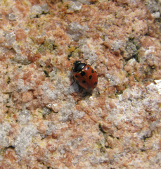Coccinella undecimpunctata