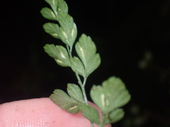 Asplenium hookerianum