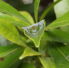 Aoaraneus pentagrammicus