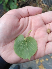 Tilia cordata