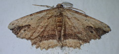 Menophra abruptaria