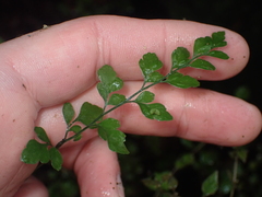 Asplenium hookerianum