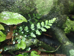 Asplenium hookerianum