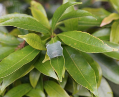 Aoaraneus pentagrammicus