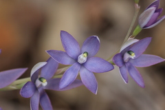 Thelymitra macrophylla
