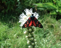 Zygaena ephialtes