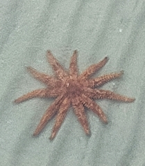Coscinasterias muricata