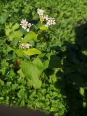 Fagopyrum esculentum