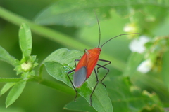 Leptocoris abdominalis