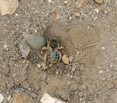 Anthophora bimaculata